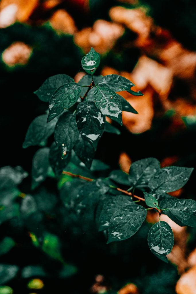 green brown leaves