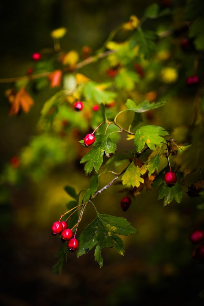 green leaves fruits